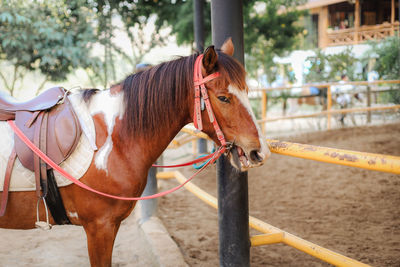 Horse standing in ranch