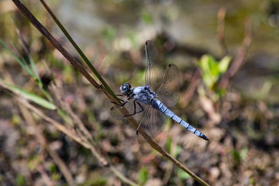 Close-up of dragonfly on twig