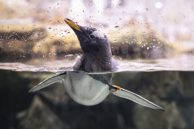 Close-up of bird flying against blurred background