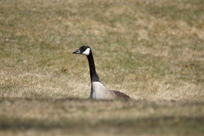 Bird on grass