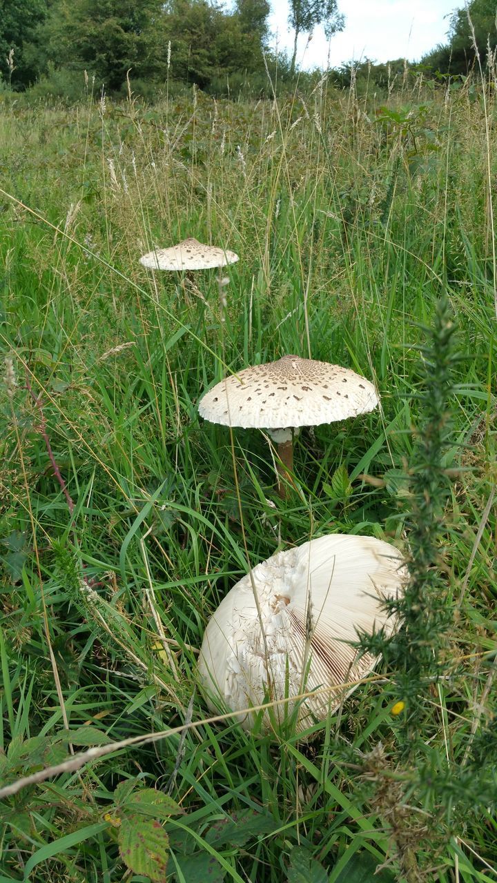 CLOSE-UP OF MUSHROOM GROWING IN FIELD