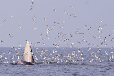 Flock of birds flying over sea