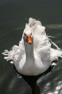 Swan swimming in lake