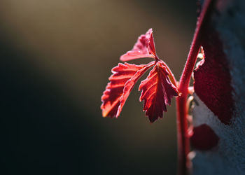 red