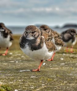 Turnstone sea bird