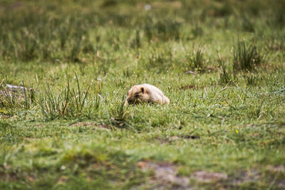 Sheep in a field