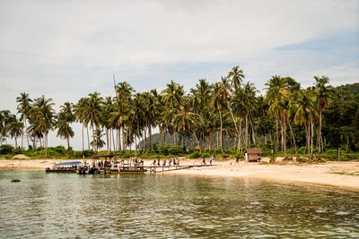 Scenic view of palm trees by sea against sky