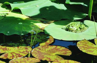 Leaves floating on pond