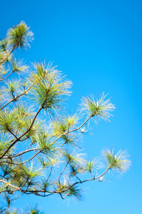 Low angle view of flowering plants against blue sky