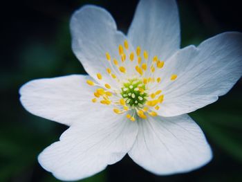 Close-up of white flower