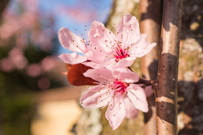 Close-up of pink cherry blossoms