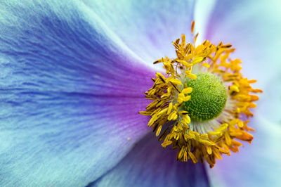 Close-up of yellow flowering plant