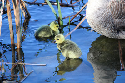 Ducks swimming in lake