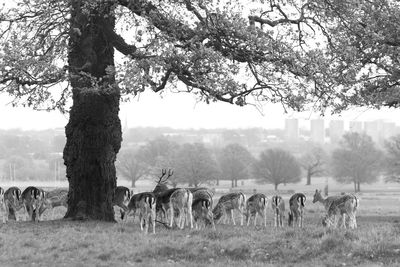 Trees on field