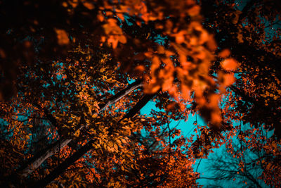 Low angle view of trees in forest during autumn