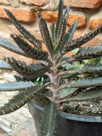 Close-up of succulent plant