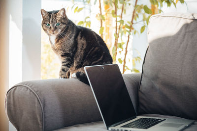 Cat looking away while sitting on chair at home