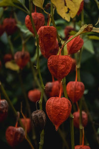 Close-up of red flowering plant