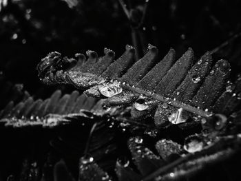 Close-up of water drops on leaf