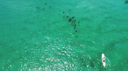 High angle view of people swimming in sea