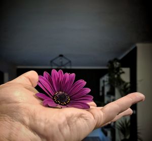 Close-up of hand holding purple flower