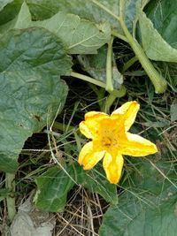 Close-up of wet yellow flower