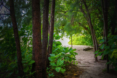 Trees growing in forest