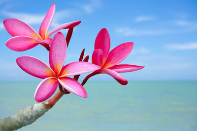 Close-up of pink flower against sea