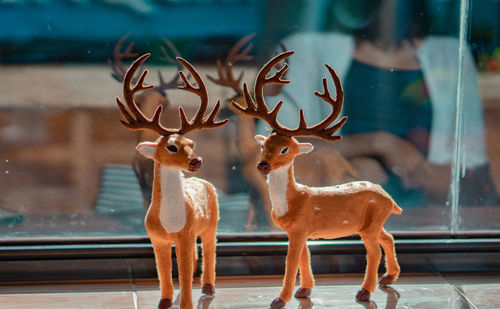 Deer seen through glass window