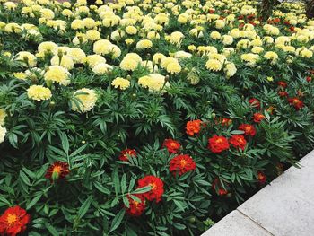 Flowers blooming outdoors