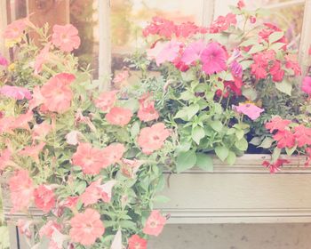 Close-up of pink flowers