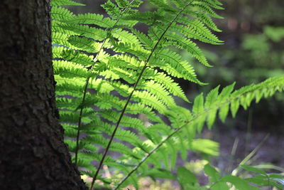 Close-up of tree trunk