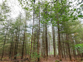 Low angle view of bamboo trees in forest