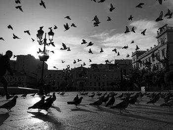 Flock of birds flying in city