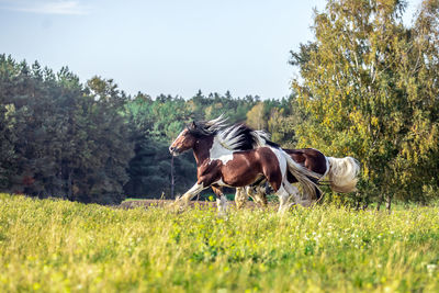 Horses in a field