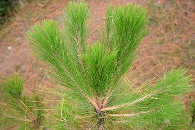 High angle view of plant growing on field