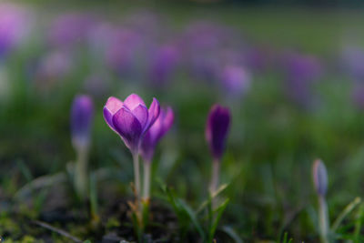 Close-up of purple crocus flowers on field