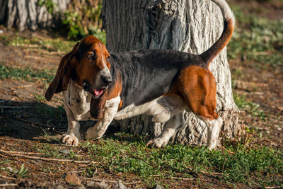 View of trees on field