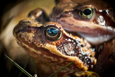 Close-up of turtle