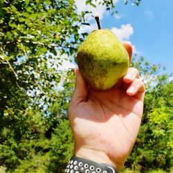 Cropped image of hand holding apple against tree