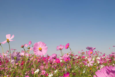 Pink cosmos flowers against clear sky