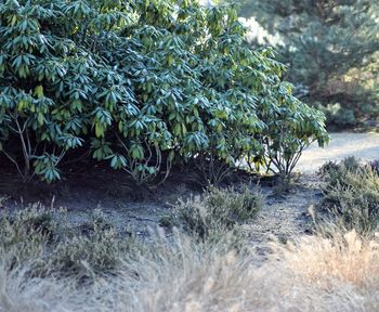 Close-up of plants growing on land