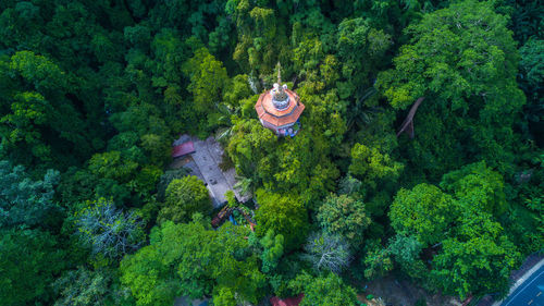 High angle view of trees in forest