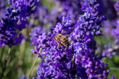 Close-up of bee pollinating on lavender