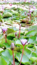 Close-up of pink lotus water lily blooming outdoors