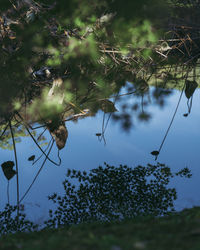 View of plants on land against the sky