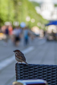 Close-up of bird perching outdoors