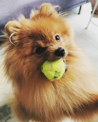 Close-up of a dog holding ball