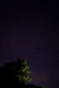 Low angle view of trees against star field at night