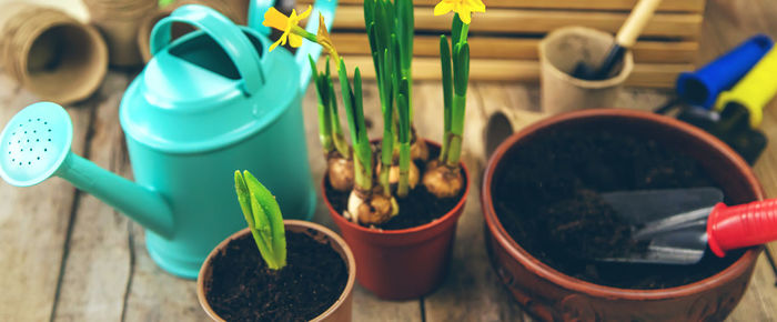 Potted plant